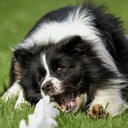 Border Collies from Storyline Border Collies