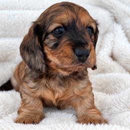 Kanan - Red male Dachshund puppy in La Marque, Texas from For the Love of Doxens