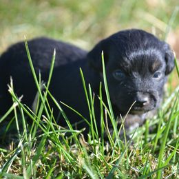 Girl 2 - Black tri female Miniature Australian Shepherd puppy in Gravette, Arkansas from DiamondR Mini Aussies @ DiamondR Farm & Kennel