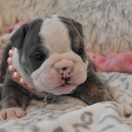 English Bulldog Puppies from Raise The Woof Bulldogs