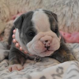 English Bulldog Puppies from Raise The Woof Bulldogs