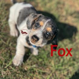 Fox - Piebald male Dachshund puppy in Seguin, Texas from Good Neighbor Ranch Dachshunds