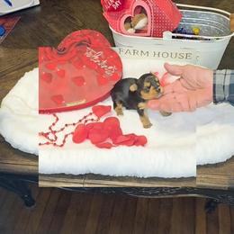 Piper - Black and tan female Yorkshire Terrier puppy in Talladega, Alabama from Scott And Tammy's Lil Yorkies