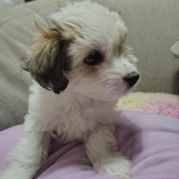 Liea - White female Havanese puppy in Granger, Indiana from Melissa's Havanese