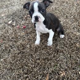 Gril 2 - Black brindle and white female Boston Terrier puppy in Mc Donough, Georgia from Ballard Boston Terriers
