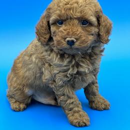 Goldendoodle, Shorkie, and Yorkshire Terrier Puppies from Jenny La Bone