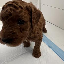 Coco - Red  male Goldendoodle puppy in Fulshear, Texas from Little Potatoes