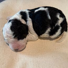 Dasher - Black and white male Bernedoodle puppy in Williamston, South Carolina from Sassy Bob’s Dogs