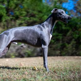 Steel - Whippet
