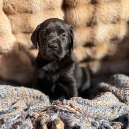 Trail - Black male Labrador Retriever puppy in Sweet Home, Oregon from Knotty Creek Labradors