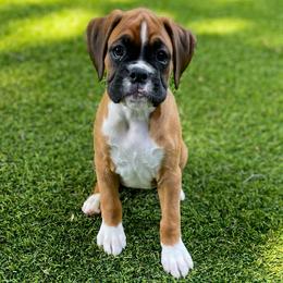 Boxer Puppies from Archangel Boxers