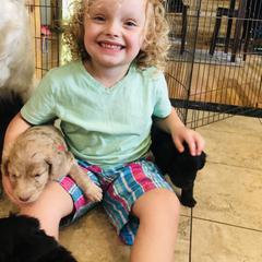 Bordoodle Puppies from Korbella Farm