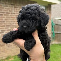 Dax - Silver male Poodle puppy in Azle, Texas from Texas Kissed K9s