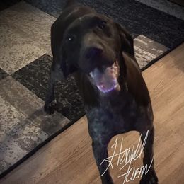 Byrdie - German Shorthaired Pointer