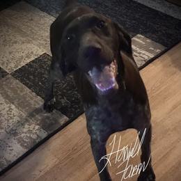 Byrdie - German Shorthaired Pointer