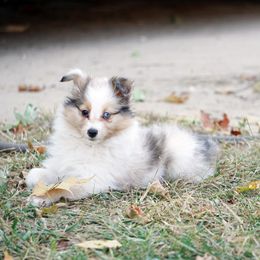 Pomsky, Shetland Sheepdog, and Toy Shetland Sheepdog Puppies from Mountain High Kennels