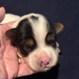 Ace - Parti male Yorkshire Terrier puppy in Wagoner, Oklahoma from Rosenthal Yorkies