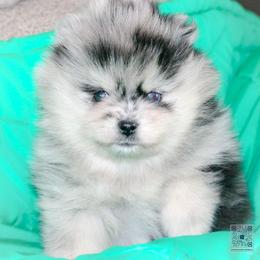 Poppy - Merle female Pomsky puppy in Bremen, Indiana from AMS Pomeranians and Pomskies in Indiana