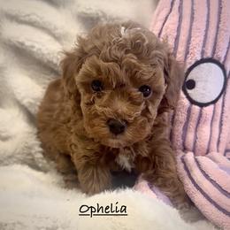 Ophelia - Red  female Poodle puppy in Traverse City, Michigan from Riyem Wildflower Farms