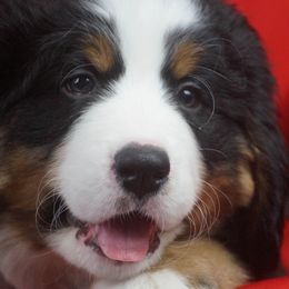 Bernese Mountain Dog Puppies from Lonesome Pine Farm