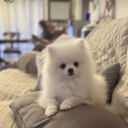 Pomeranian Puppies from Glitzypoms