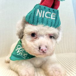 MUFFIN - Merle female Bernedoodle puppy in Houston, Texas from Pia’s Doodle Poodle Wag