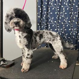Chelsea - Aussiedoodle