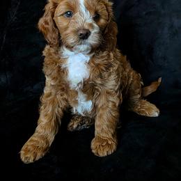 Nutmeg - Brown male Cavapoo puppy in Syracuse, Utah from Just Doodling Dogs