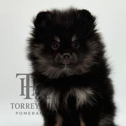 Melody - Black and tan female Pomeranian puppy in Redlands, California from Torrey Hills Poms