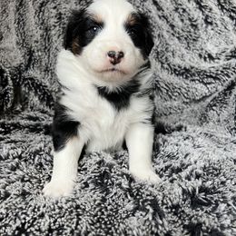 Australian Shepherd Puppies from Burdock Hill Australian Shepards