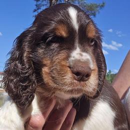 Skye - Liver white and tan female English Springer Spaniel puppy in Hephzibah, Georgia from Sidel's Springers