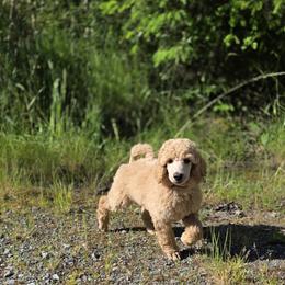 Dark Blue - Apricot male Poodle puppy in Orting, Washington from Coplar Creek Standard Poodles