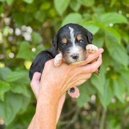 Smee - Tri-color male Bernedoodle puppy in Bellville, Ohio from Bernedoodle Buddies