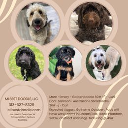 Goldendoodle puppies from Mi Best Doodle Ever, LLC