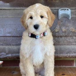 Goldendoodle Puppies from Zink Doodles