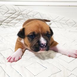 American Staffordshire Terrier Puppies from MDYC Amstaffs
