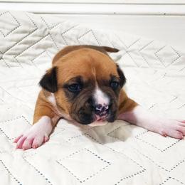 American Staffordshire Terrier Puppies from MDYC Amstaffs