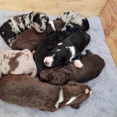 Bordoodle Puppies from Brisby Bordoodles