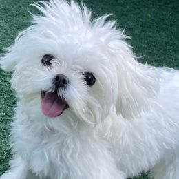 Maltese puppies from Denise’s Puppies