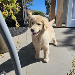 Male pup 2 - Golden male Golden Retriever puppy in Los Angeles, California from Sea Air Goldens