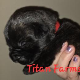 Girl 4 - female Cane Corso puppy in Yale, Michigan from Titan Farms
