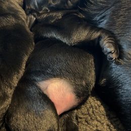 Labrador Retriever Puppies from Labs of Romeo