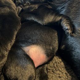 Labrador Retriever Puppies from Labs of Romeo