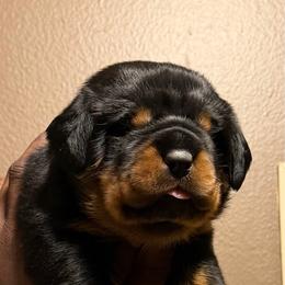 Pink collar - Black and mahogany female Rottweiler puppy in Beebe, Arkansas from Rottweilers Vom Haus Forte