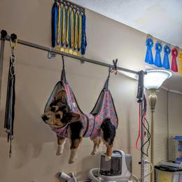 Thumper - Black and tan male Pembroke Welsh Corgi puppy in Charleston, West Virginia from Lone Pine Corgis