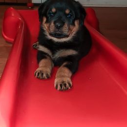 Rottweiler Puppies from Titanenheim Rottweilers