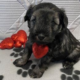 Silver Collar Male - Black and silver male Miniature Schnauzer puppy in Robstown, Texas from Alves Miniature Schnauzers