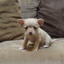 Ferb - Gold male Chihuahua puppy in Willamina, Oregon from Cherished Chihuahuas