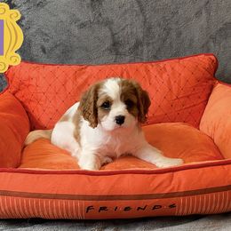 Cavalier King Charles Spaniel Puppies from Cavalier Castle