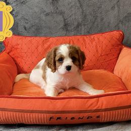 Cavalier King Charles Spaniel Puppies from Cavalier Castle